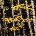 Birches in Fall