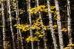 Birches in Fall