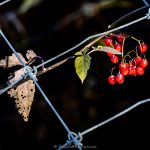 Wild cherries