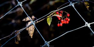 Wild cherries