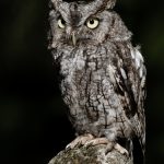 Screech owl