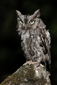 Screech owl
