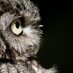 Horned Owl II
