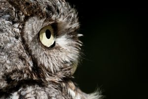 Horned Owl II
